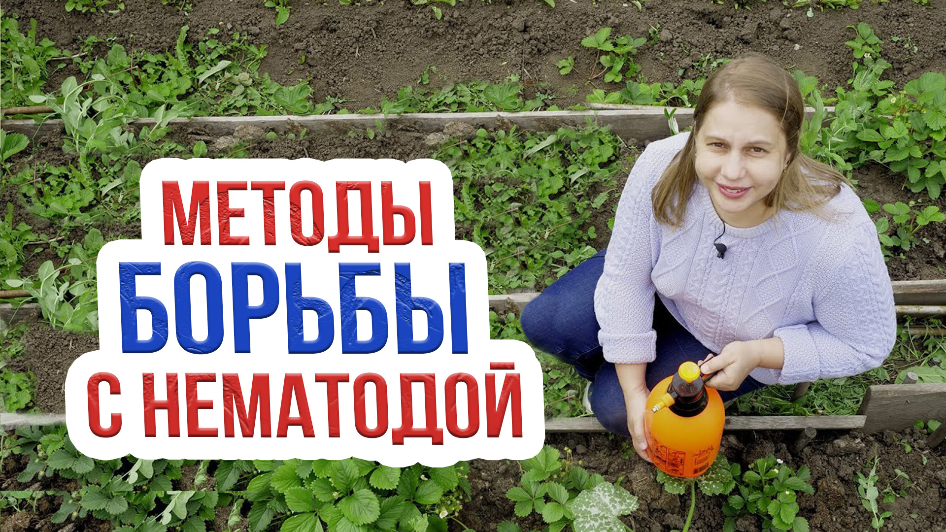 Нематода на клубнике :что это такое и как бороться? Безопасные методы лечения земляники смотреть онлайн