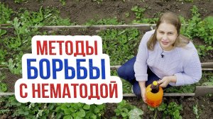 Нематода на клубнике :что это такое и как бороться? Безопасные методы лечения земляники