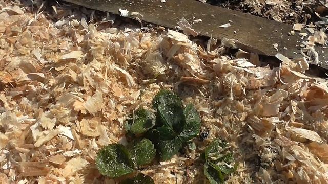 Проверяем как перезимовала клубника в коробах и рассада в стаканчиках смотреть онлайн