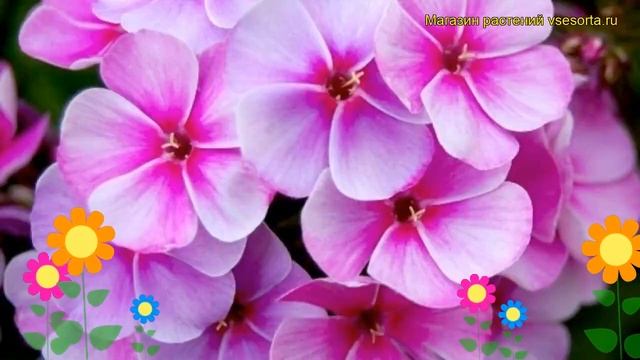 Флокс метельчатый Неон Флейр Блу. Краткий обзор, описание phlox paniculata Neon Flair Blue смотреть онлайн