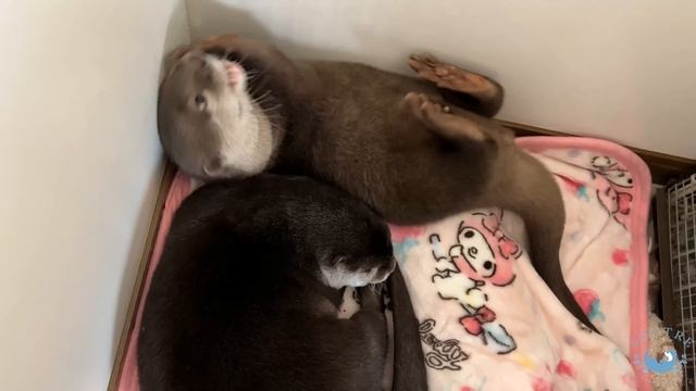 Brushing Child Otter's Teeth смотреть онлайн