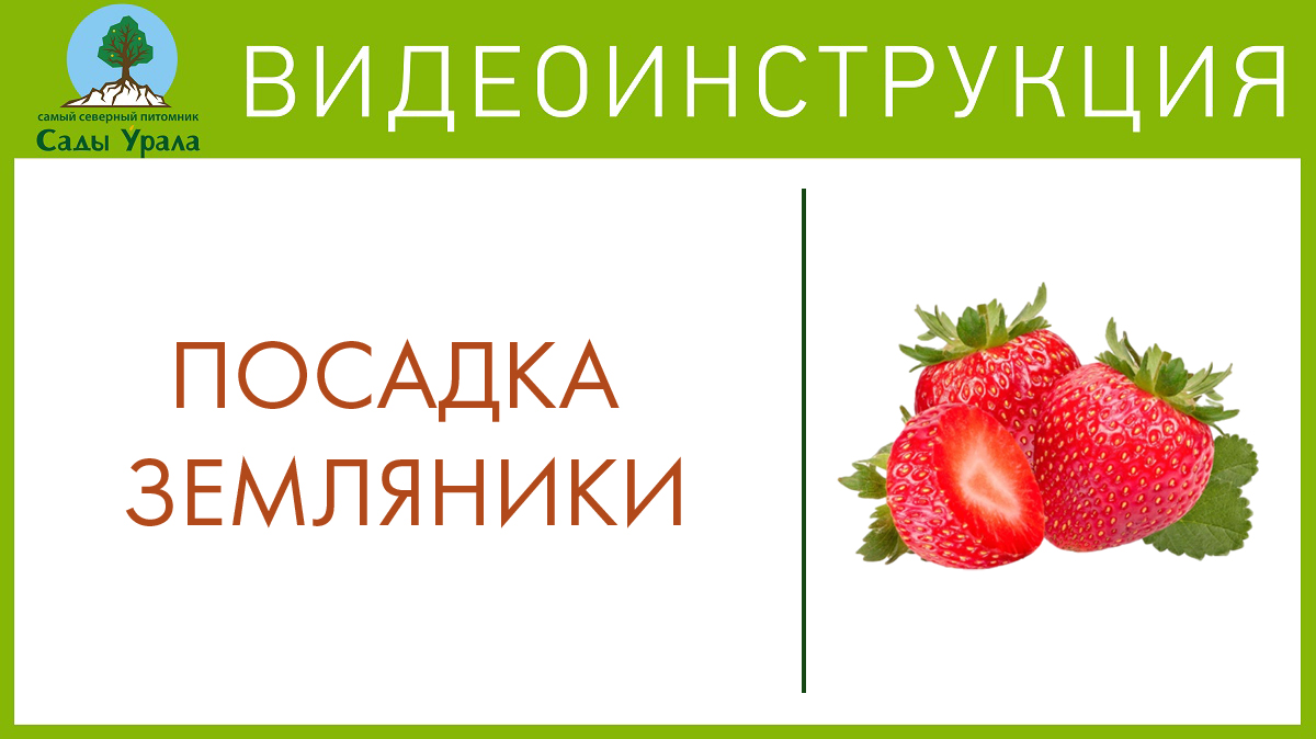 Как правильно посадить землянику. Телепередача Земля Уральская. Архив 23.06.2011 смотреть онлайн