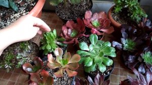 Эониумы весной. Виды, размножение, уход