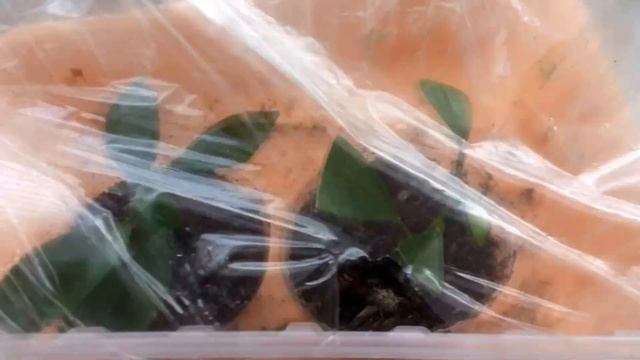 Укоренение цитрусовых Часть 2 смотреть онлайн