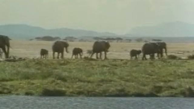 Слоны в африке