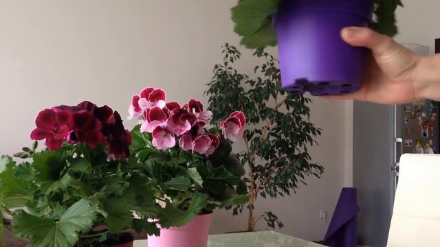 Пеларгония Королевская смотреть онлайн