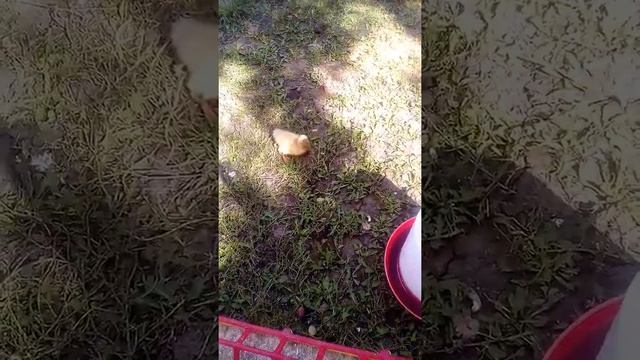 Хохлатая кантуженная утка смотреть онлайн