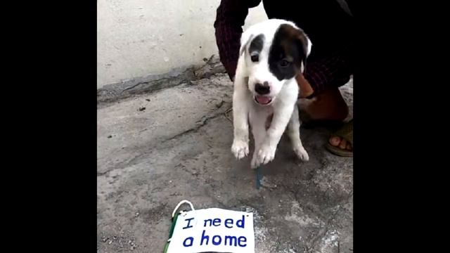 На улице топтался щенок, а на нем была табличка с надписью, прочитав её ты не сможешь сдержать слез смотреть онлайн