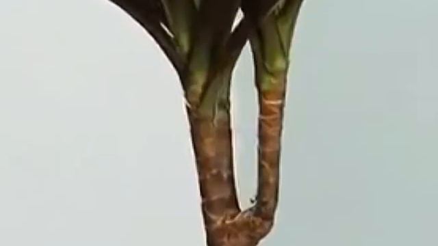 Удачи на даче смотреть онлайн