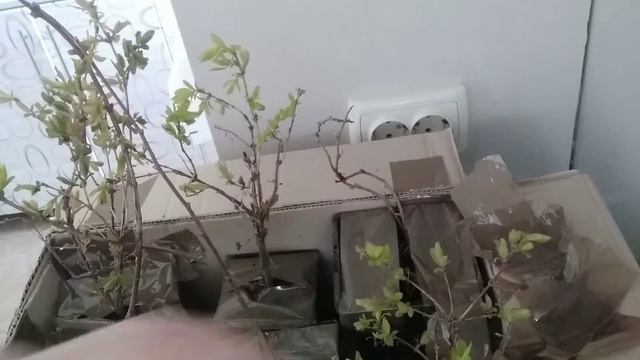 распаковка посылки с саженцами смотреть онлайн