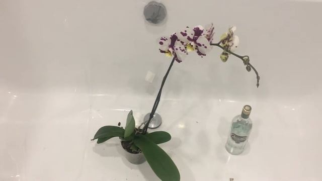Первичная обработка новой орхидеи аэрозолем Bona Forte смотреть онлайн