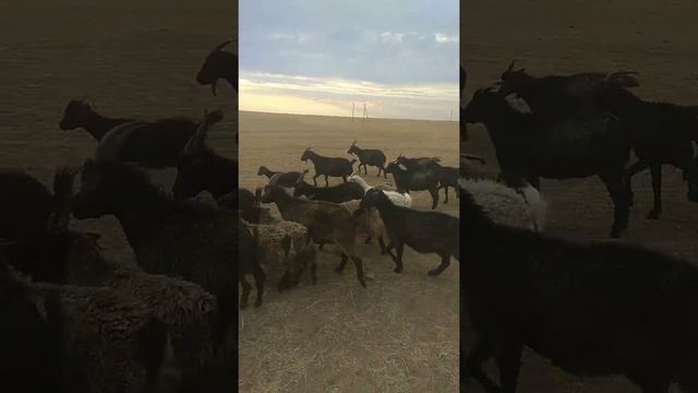 Придонские пуховые козы смотреть онлайн