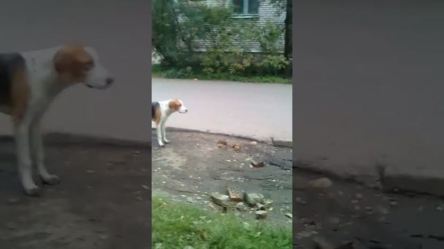 Сбежала собака( ищем хозяева. (Охотничий пёс, Кокос) смотреть онлайн