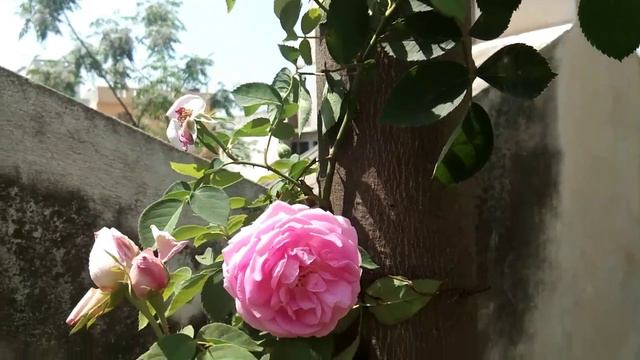 Different type of rose🌹🌷. смотреть онлайн