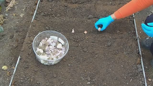 Сажаем озимый чеснок.Основные правила. смотреть онлайн