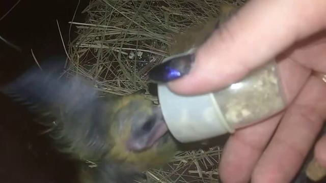 Кормление птенцов голубя смотреть онлайн