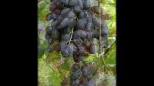 Виноград  Чёрный палец с описанием