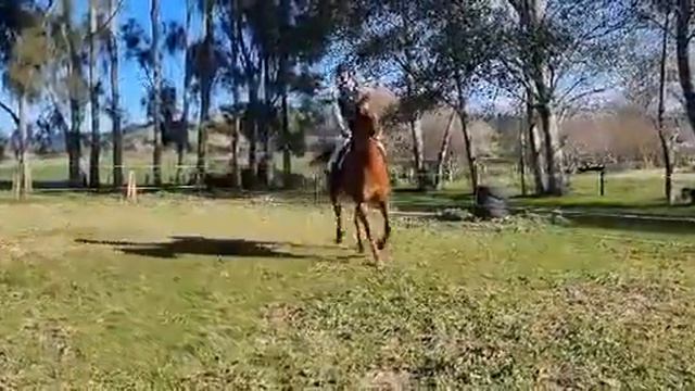 Time for Tui, Green Ring TB, Ridden Trot... смотреть онлайн