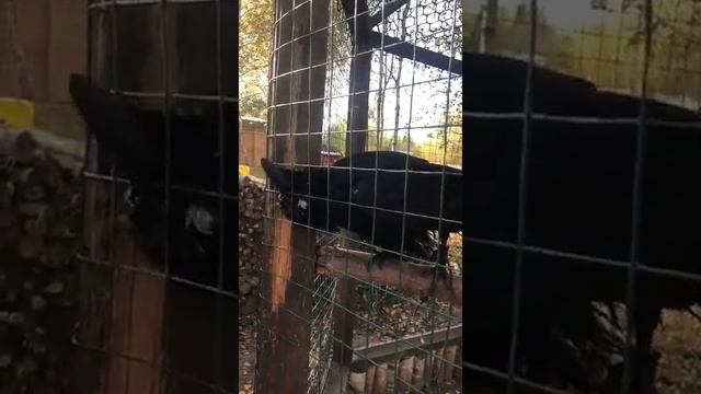 Говорящий ВОРОН КАРЛУША. ЧАСТЬ1. Звезда битвы экстрасенсов. Наша семейная экскурсия... смотреть онлайн
