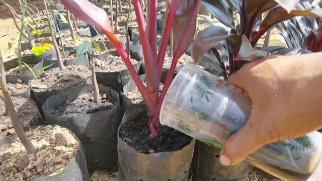 Ti plant (cordyline fruticosa) growing root from cutting смотреть онлайн