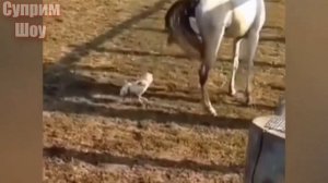 ЛОШАДЬ ПРОТИВ БЫКА! ЛОШАДЬ в деле против Петуха, Козы, Верблюда