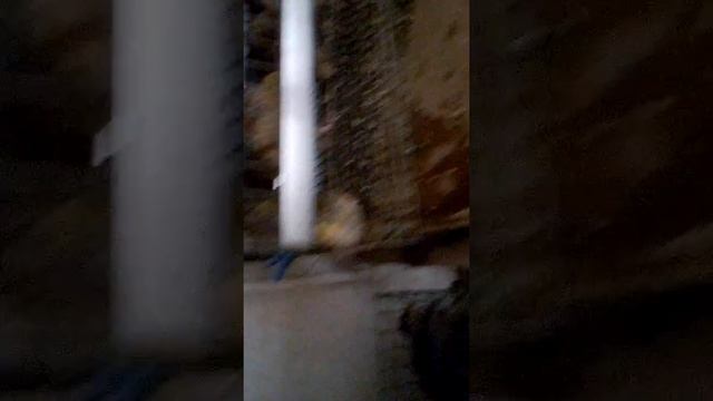 Переселение перепелов из бойлера в клетку. смотреть онлайн