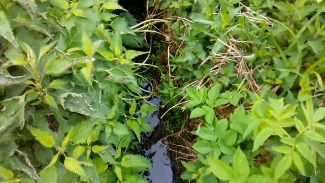 Посадка картошки под распашник смотреть онлайн