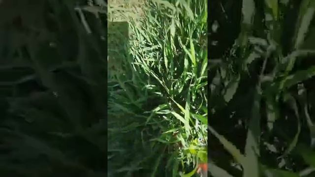 РЫБАЛКА НА РЕКЕ ОТЛИЧНЫЙ УСАЧ смотреть онлайн