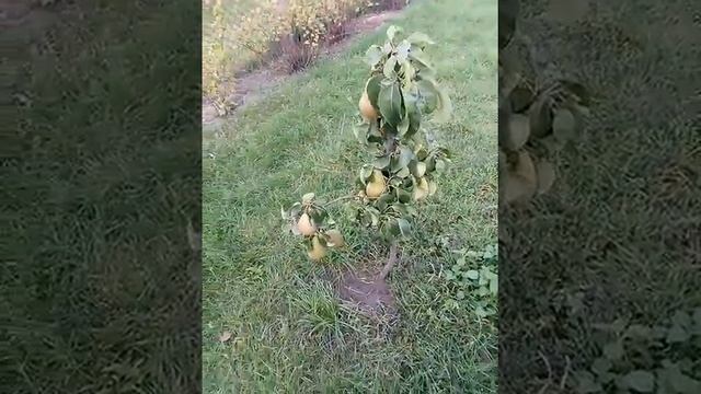 груша “Конференция” привитая на айве смотреть онлайн