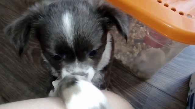 Щенок знакомится с мышонком смотреть онлайн