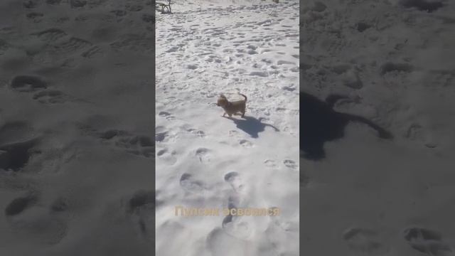 #sorts #потапыч #брянск #красавчик #потапыч #собачки смотреть онлайн