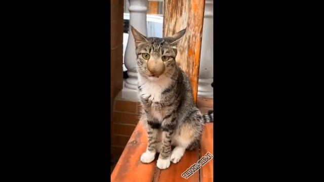 смешные приколы про котят? смотреть онлайн