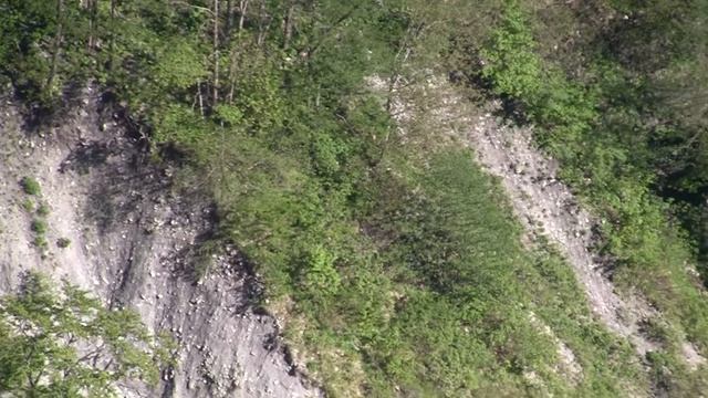 Медведица с двумя медвежатами