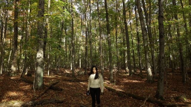 Canon EF 135mm F2L + Canon R6, Canon 6D | Landscape Woodland Photography Autumn In Muskoka