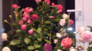Выращивание роз на лоджии