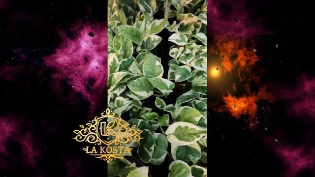 Эпипремнум н Джой n' Joy смотреть онлайн