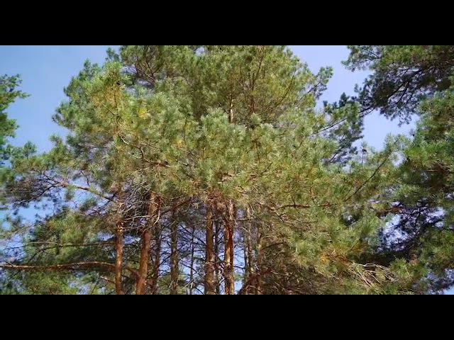 Клубный поселок "Петровский" смотреть онлайн