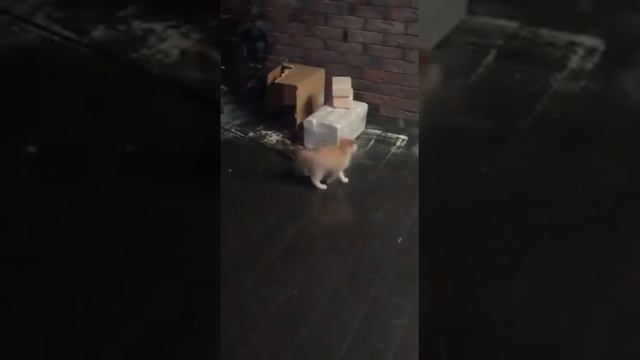 Ребята! У меня появилось чудо! Не знаю, как назвать. Помогайте))))) смотреть онлайн