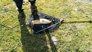 . Неожидал на кошачий корм ловим карпа.