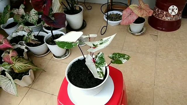 CALADIUM VARIGATA TRAH MEWAH GREEN WHITE