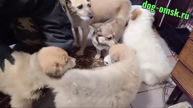 Прививки это безопасность! смотреть онлайн