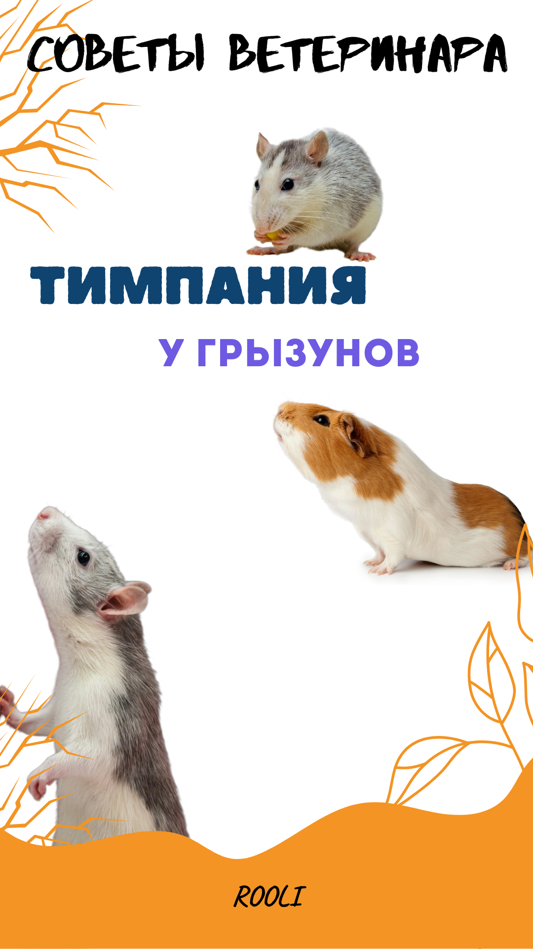 Тимпания у грызунов. Симптомы, причины, лечения тимпании у домашних животных. смотреть онлайн