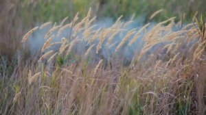 Футаж трава, луг. Free footage grass, lea 001