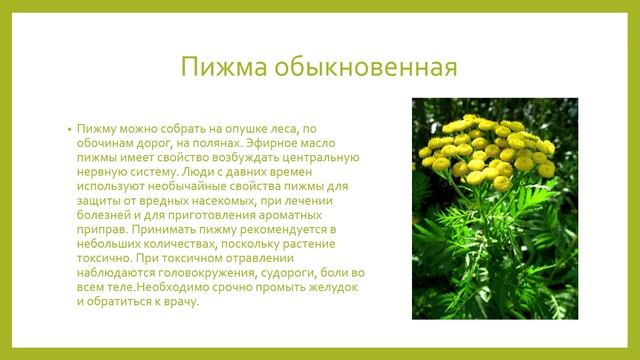 Целебные растения вокруг нас».mp4 смотреть онлайн