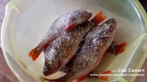 Как солить и сушить крупного окуня в домашних условиях