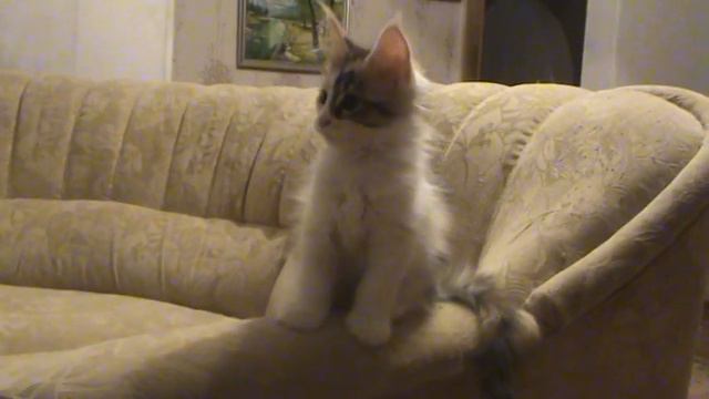 Котята мейн кун. Питомник Голубой Жемчуг г. Новокузнецк. смотреть онлайн