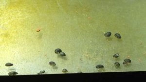 Самые полезные улитки в аквариуме.