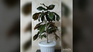 Формовка, обрезка кротона (кодиеума) Пышный кротон