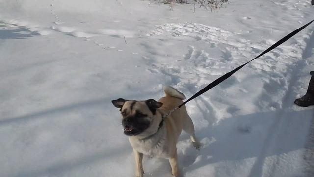 метис мопса ищет семью 2 смотреть онлайн
