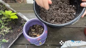 Легкое укоренение Каллизии. Пересадка в горшок.